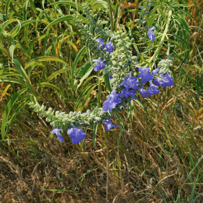 Pitcher Sage-5268