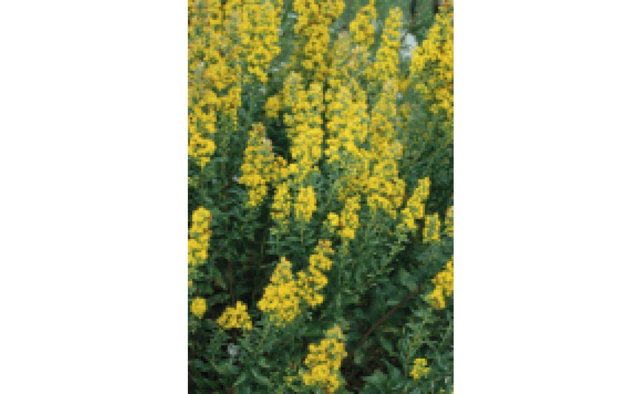 Showy Goldenrod-0