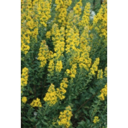 Showy Goldenrod-0