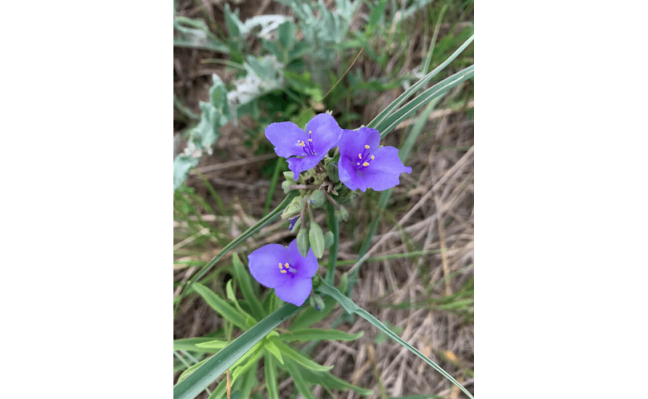 Prairie Spiderwort-0