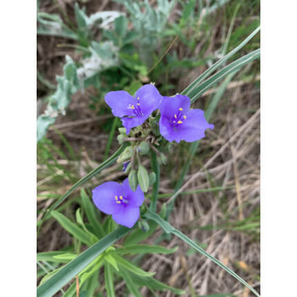 Prairie Spiderwort-0