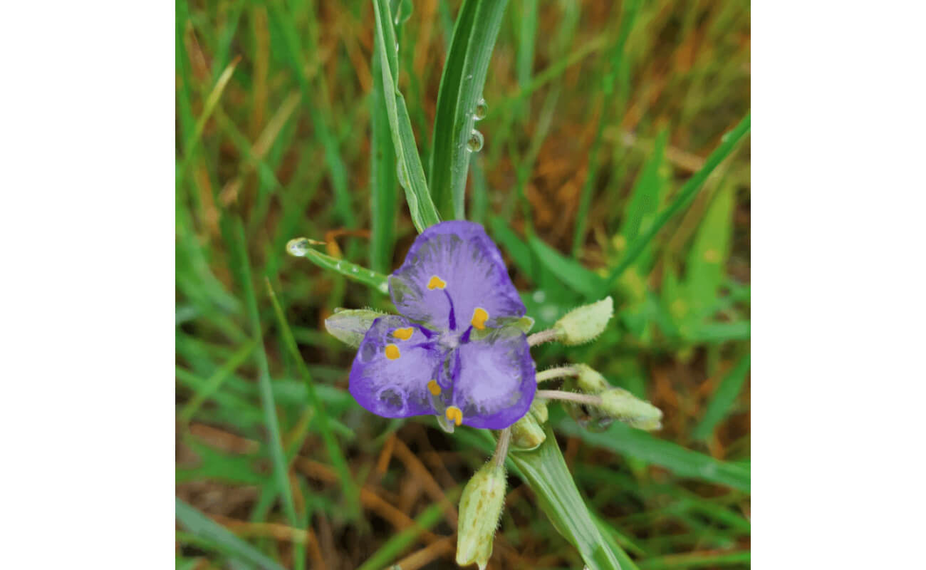 Prairie Spiderwort-5373