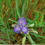 Prairie Spiderwort-5373