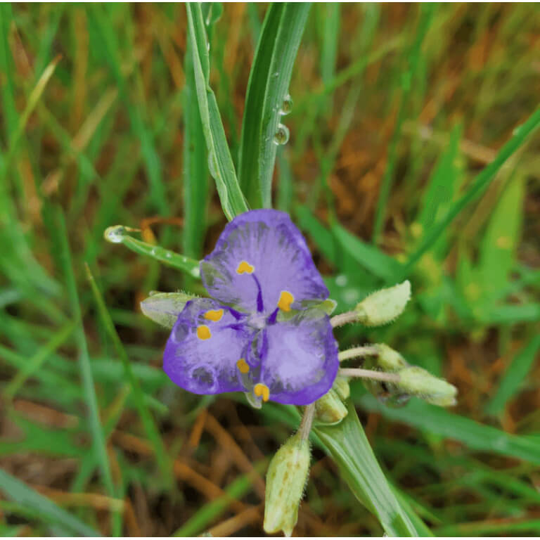 Prairie Spiderwort-5373