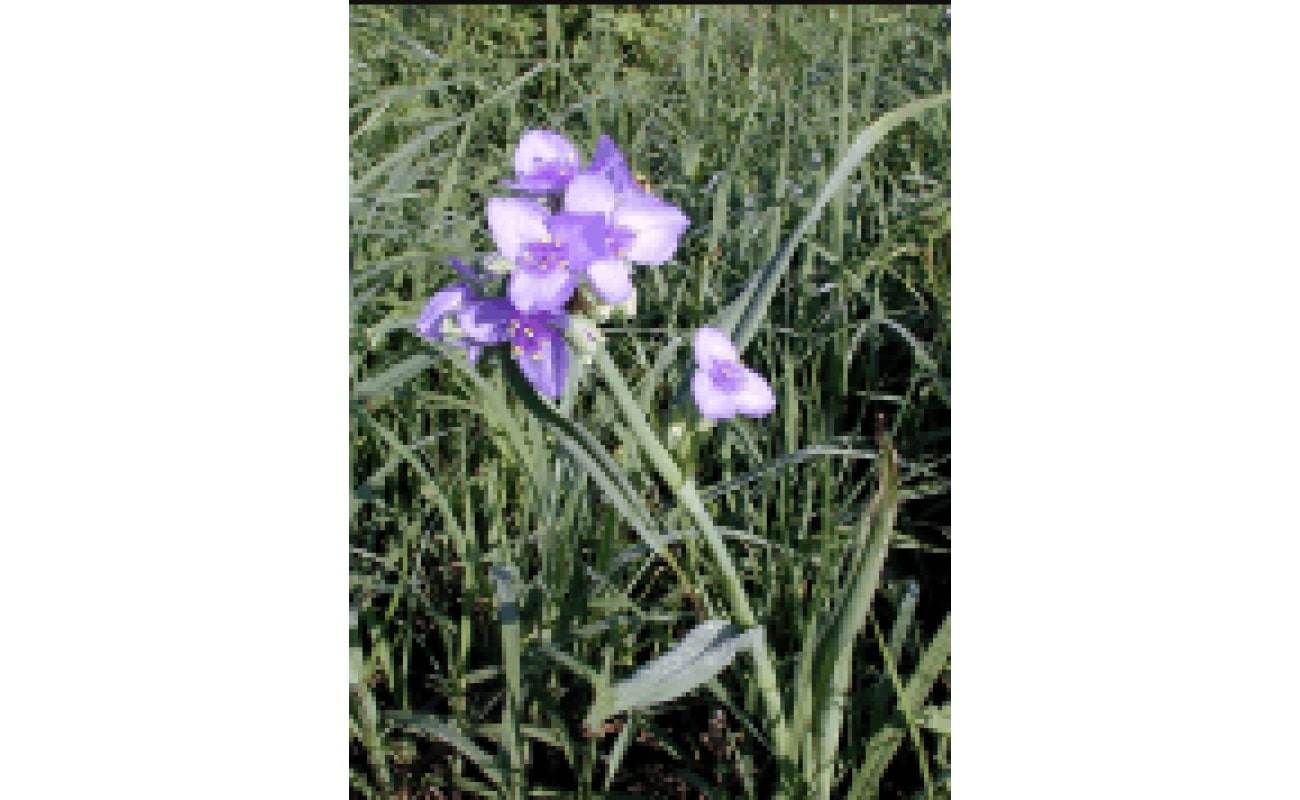 Ohio Spiderwort-0