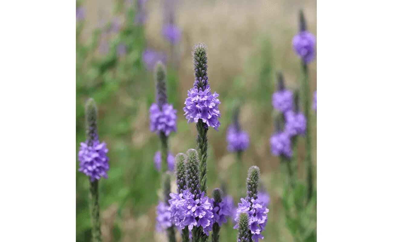 Hoary Vervain-0