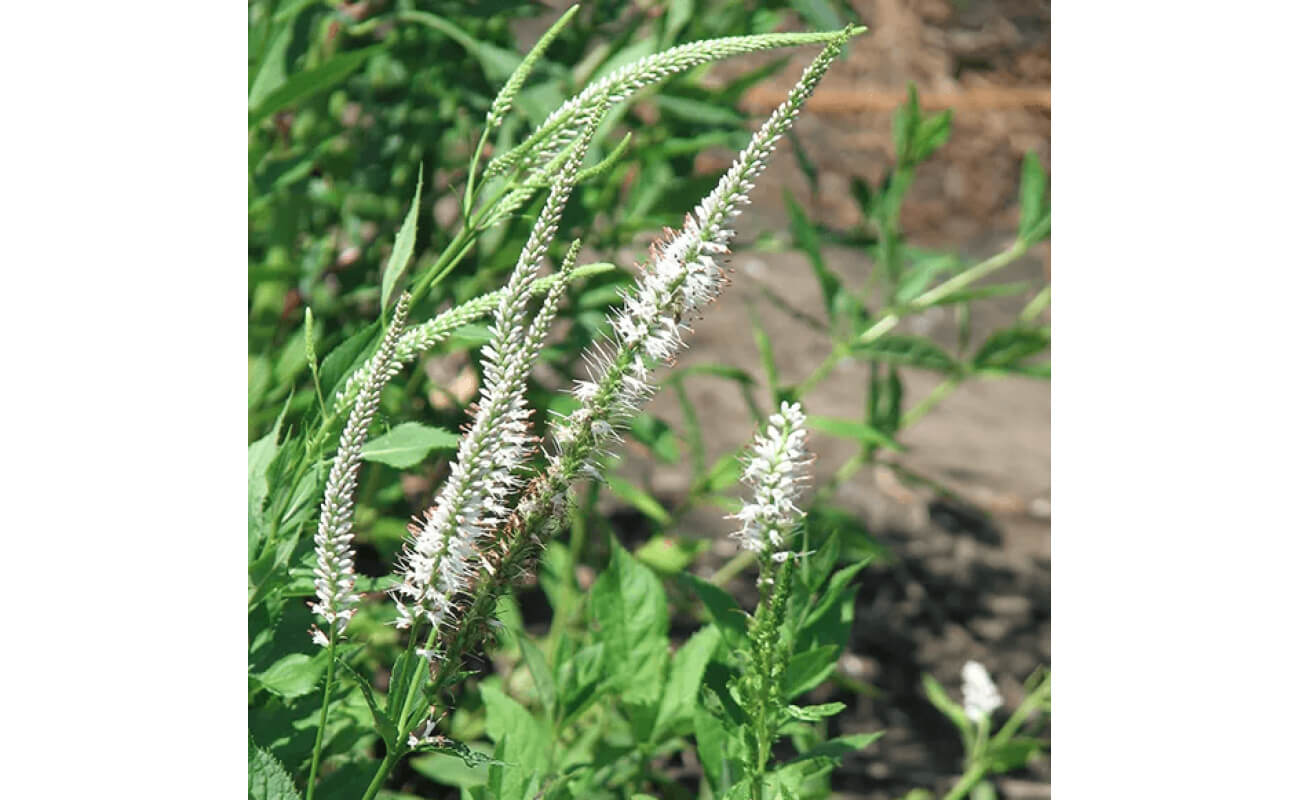 Culver's Root-0