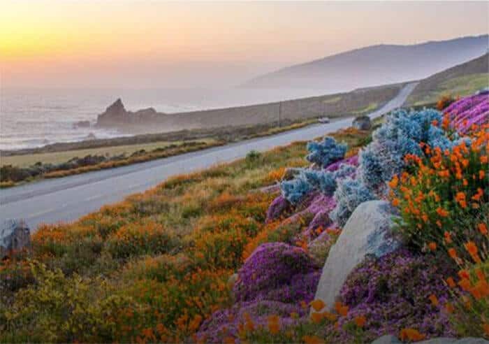 California Collection