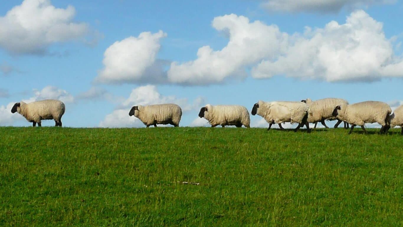 Pasture Seed Planting