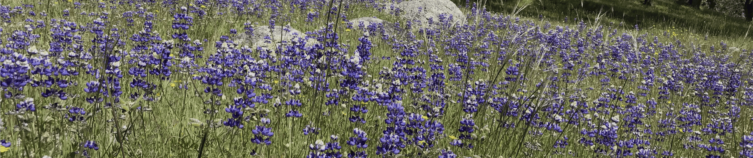 The California Xeriscape Guide: Lush, Low-Water Yards That Survive HOA Letters and Drought Years