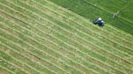 Alfalfa Fields