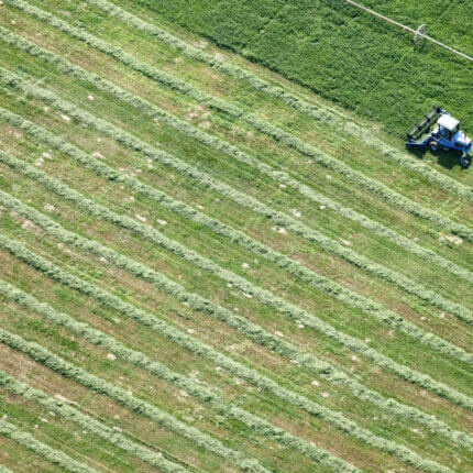 Alfalfa Fields