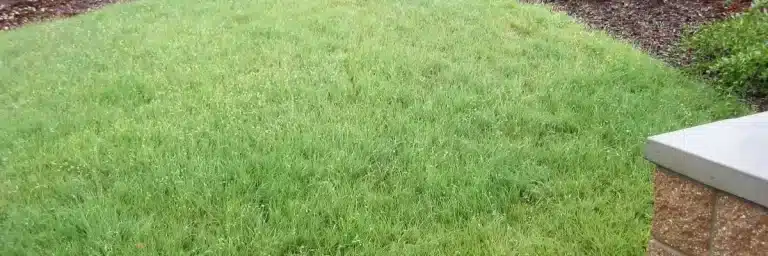 Buffalograss