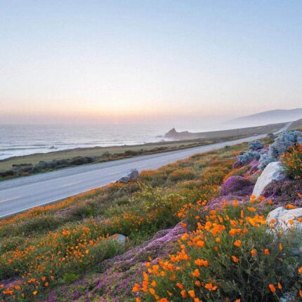 The California Collection