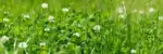 Clover Seeds
