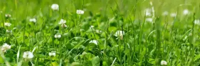 Clover Seeds