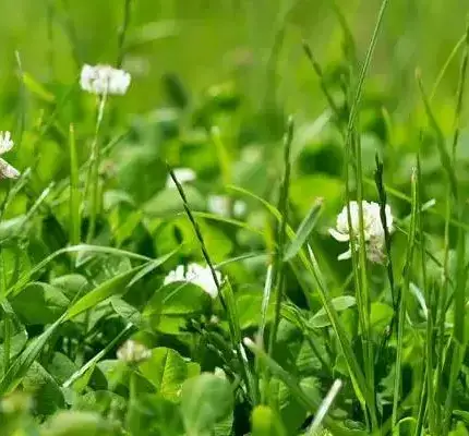 Clover Seeds