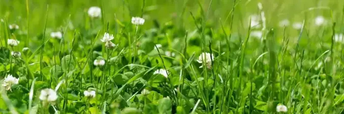 Clover Seeds