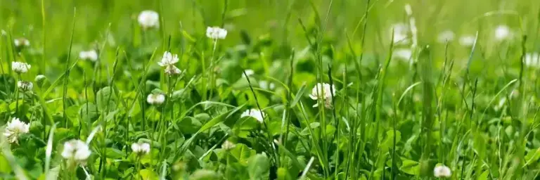 Clover Seeds