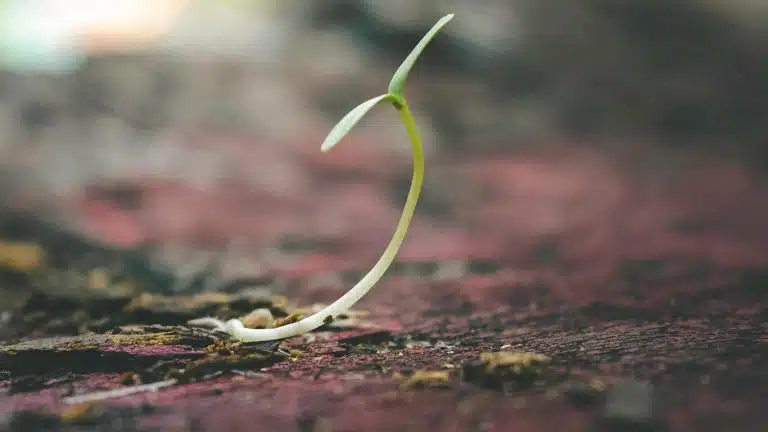 Regenerative agriculture — cover crops and healthy pasture