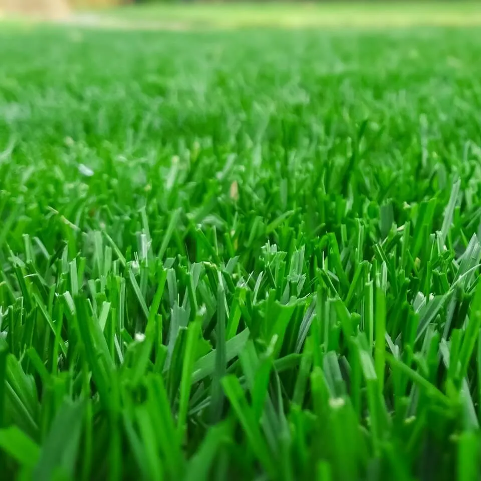 Close-up of Tall Fescue grass blades