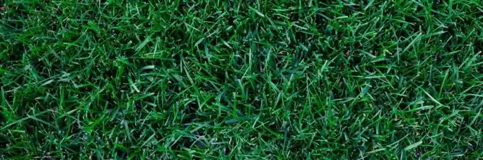 Kentucky bluegrass.