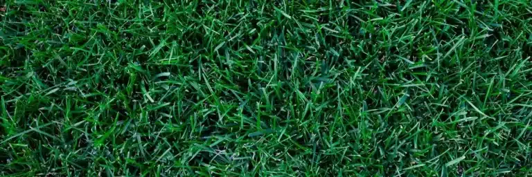Kentucky bluegrass.