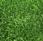 Microclover