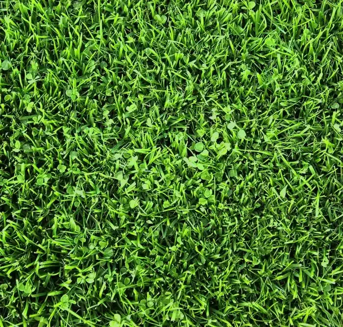 Microclover