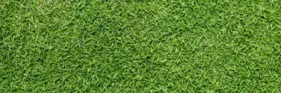 Bermuda Grass