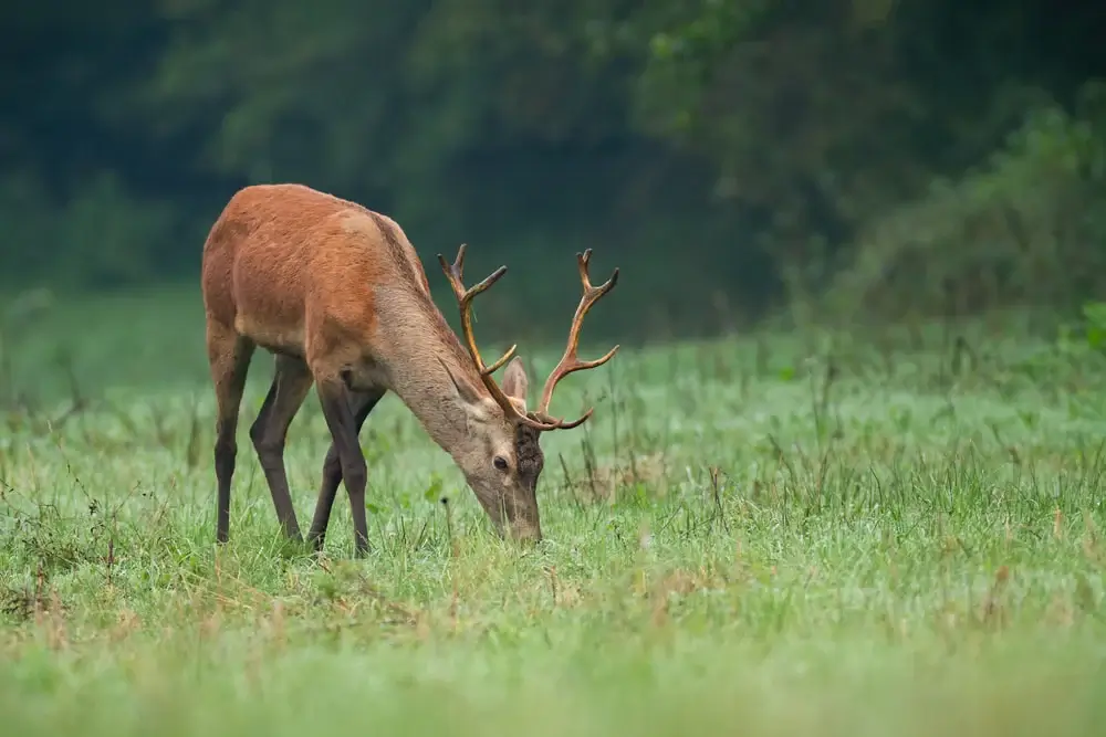 Deer Plot Seed