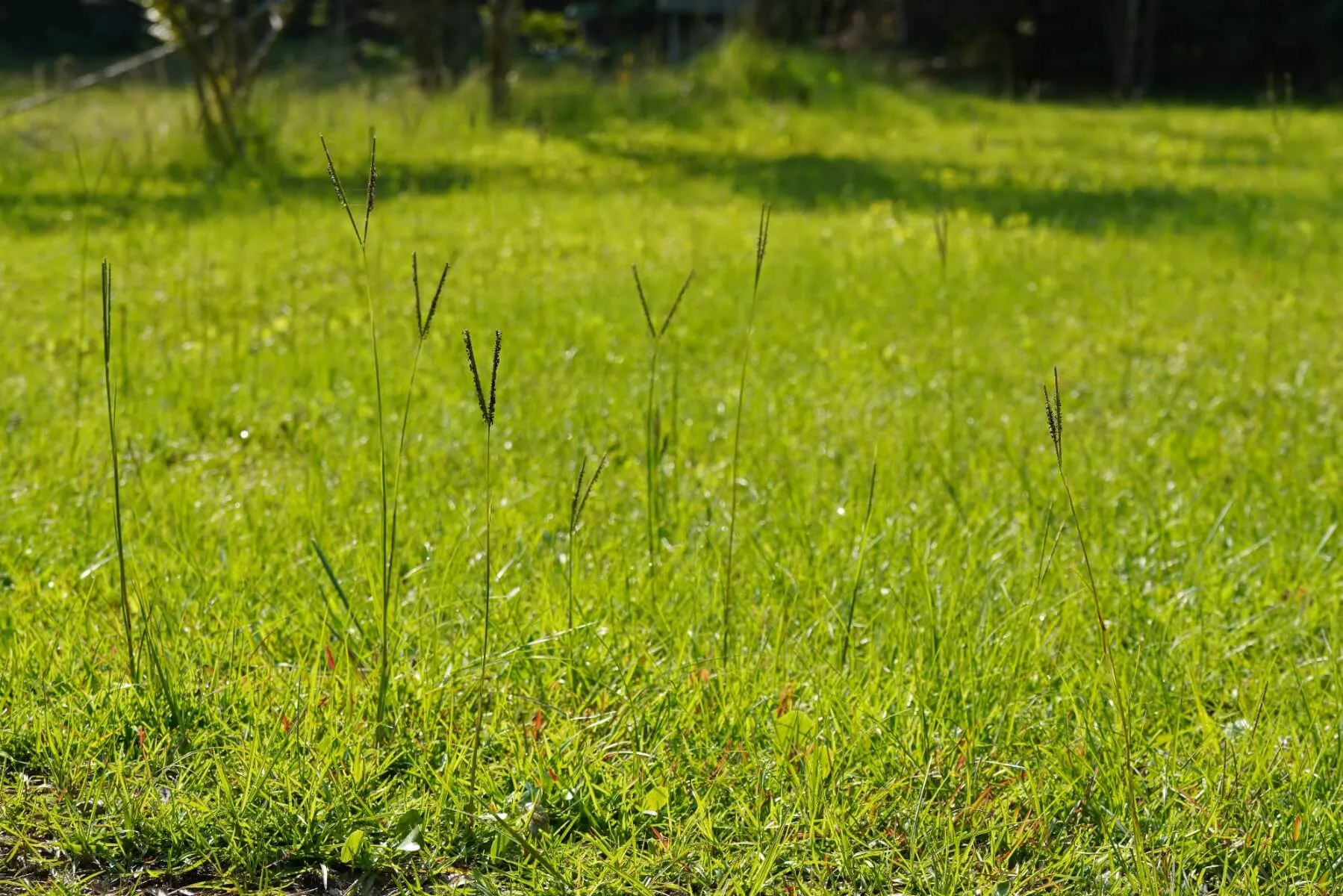 How to Plant and Grow St. Augustine Grass Seed