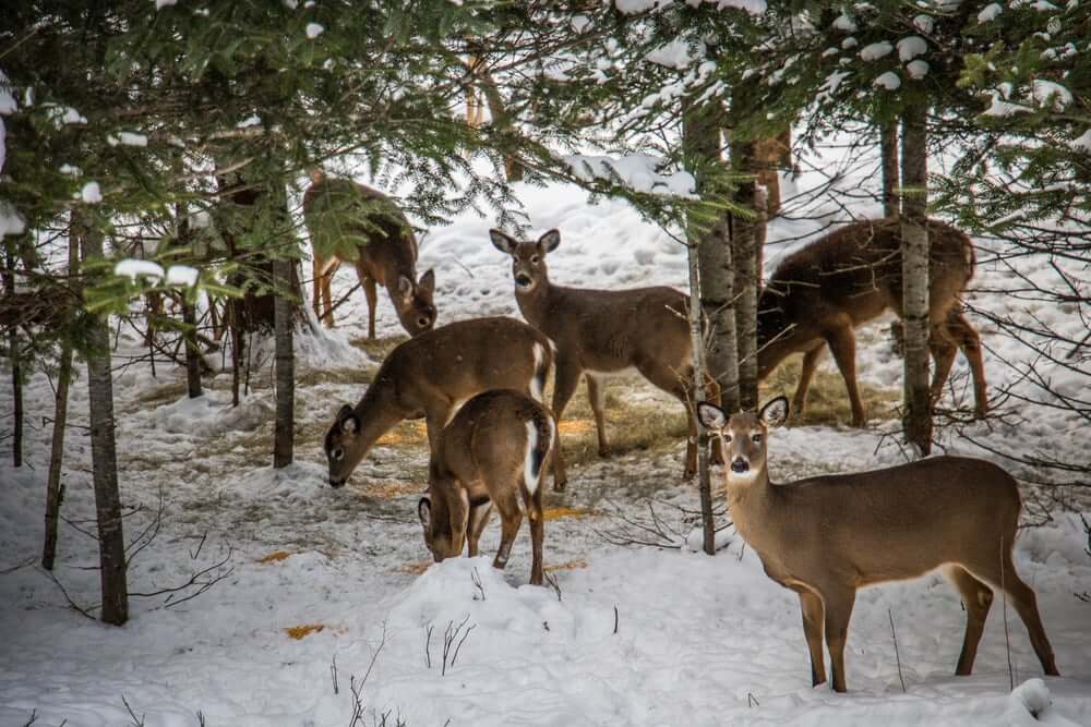 Deer in Field