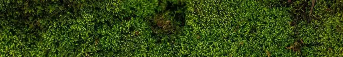 Moss Lawns