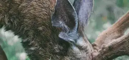 Deer Food Plots