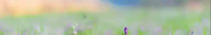 Alfalfa Fields