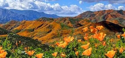 California Natives