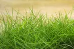 Chewings Fescue