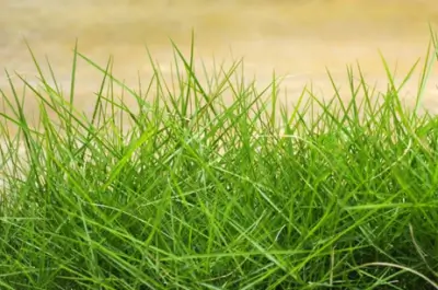 Chewings Fescue