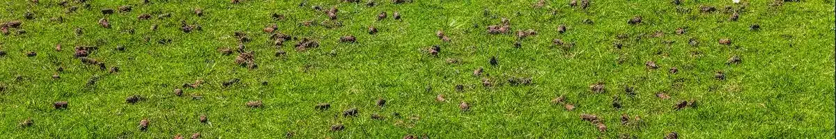 Core Aeration Lawn