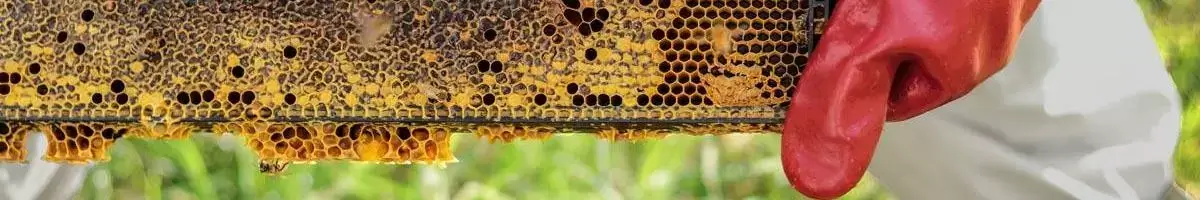 Future of Beekeeping