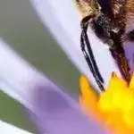 Honey Bee Feeding Plans