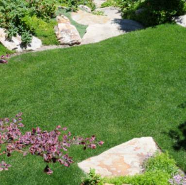 Kentucky Bluegrass Lawn Recovery