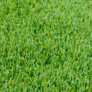 Perennial Ryegrass