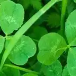 Clover in your lawn