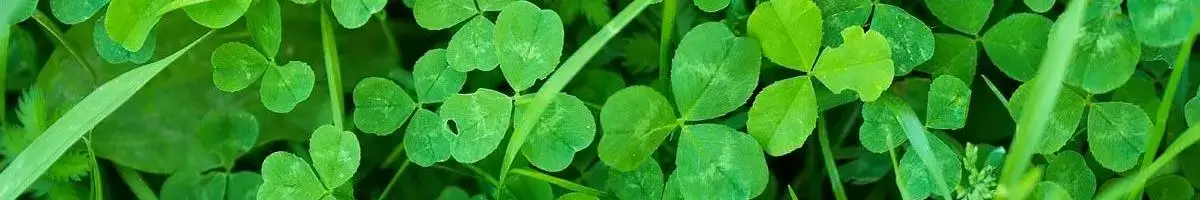 Clover in your lawn