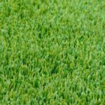 Perennial Ryegrass Seed