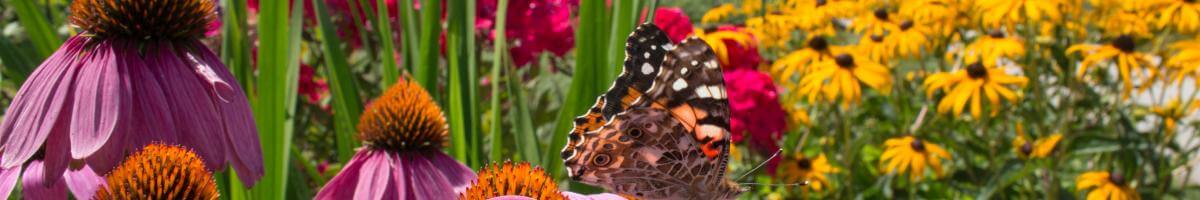 Pollinator Plants