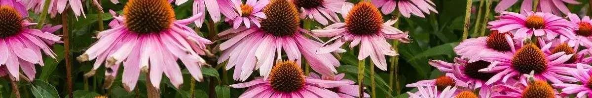 Purple Coneflower