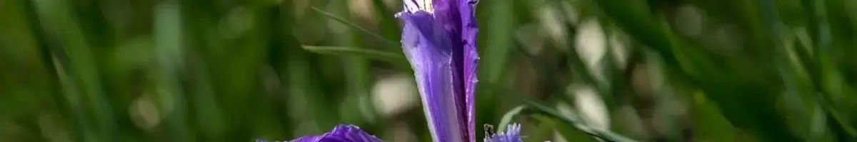 Rock Mountain Iris